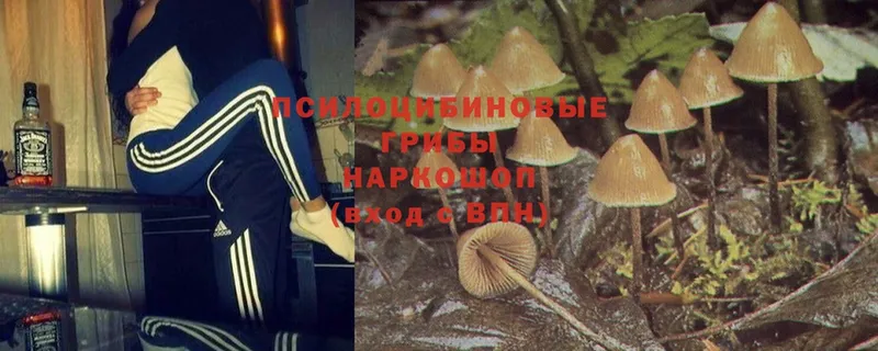 Псилоцибиновые грибы MAGIC MUSHROOMS  где найти   Городец 